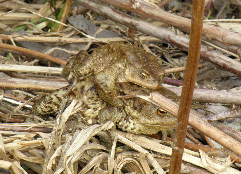 Серая жаба Bufo bufo (Linnaeus, 1758)