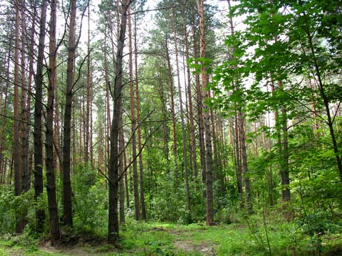 Ботанический памятник природы регионального значения «Сосновый лес» 