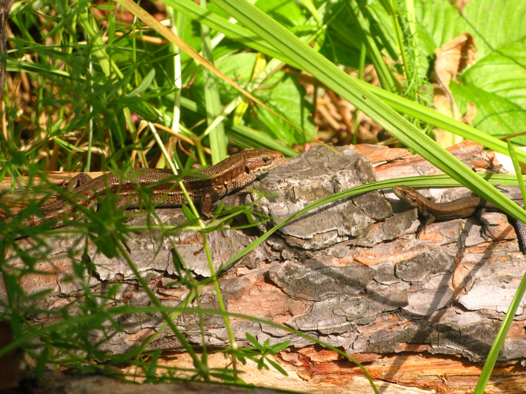 Живородящая ящерица Zootoca vivipara (Jacquin, 1787)