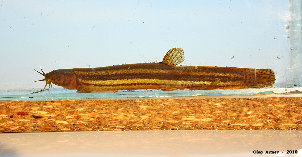Вьюн обыкновенный Misgurnus fossilis (Linnaeus, 1758)