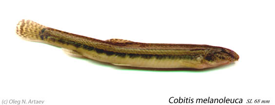 Щиповка сибирская Cobitis melanoleuca Nichols, 1925