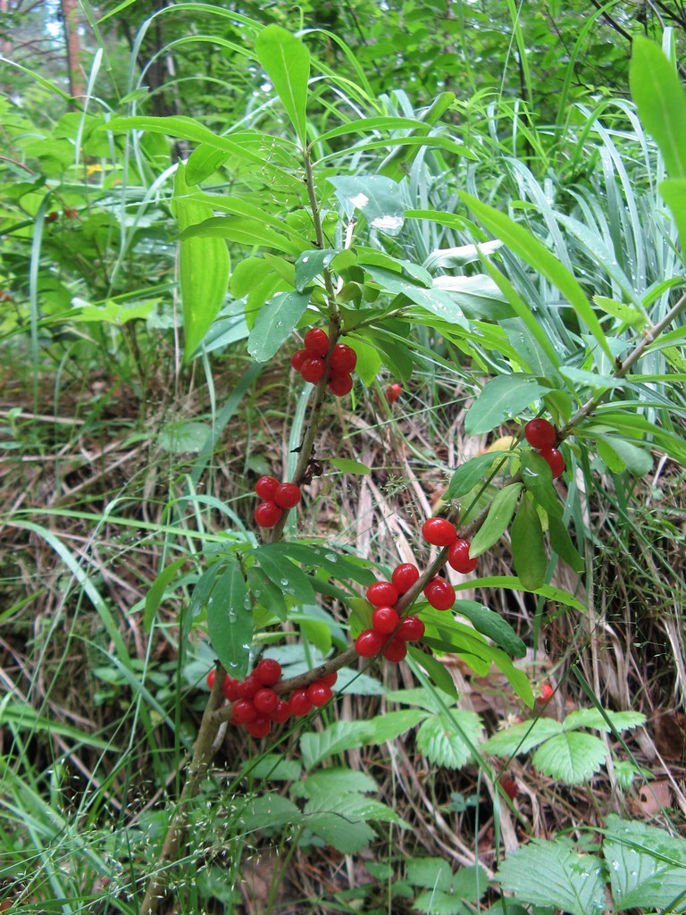 Волчеягодник обыкновенный (Daphne mezereum L.)