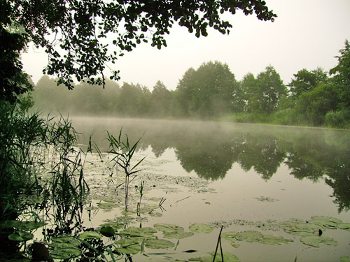 Гидрологический памятник природы регионального значения «Дубовые озера» 