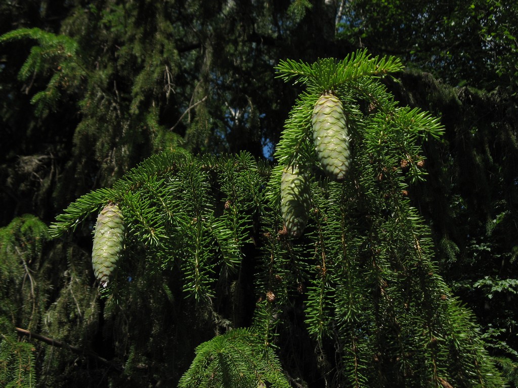 Ель обыкновенная (Picea abies)