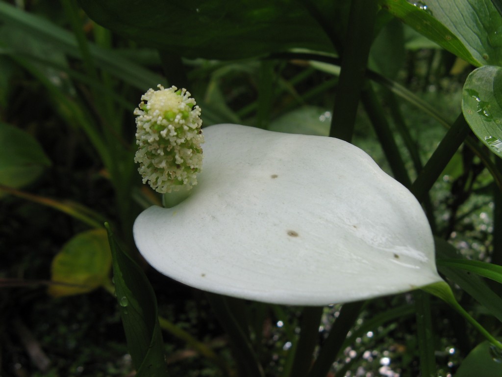 Белокрыльник болотный (Calla palustris L.)