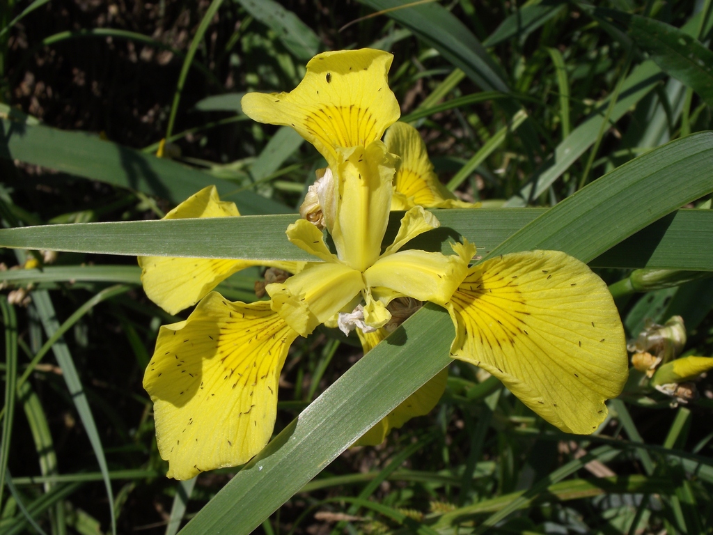Ирис ложноаировидный, или касатик желтый - Iris pseudacorus L.