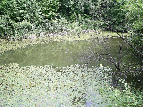 Водный памятник природы регионального значения Озеро «Раужо»