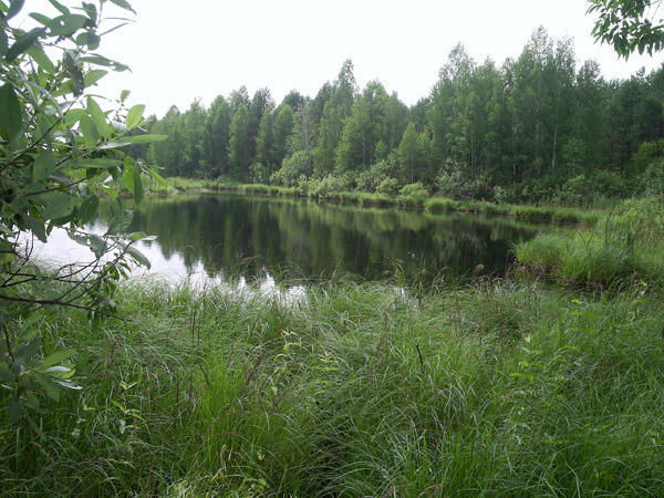 Комплексный памятник природы регионального значения торфяное болото «Светлое»