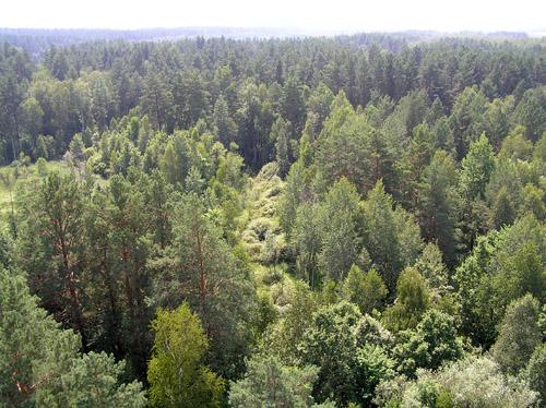 Комплексный памятник природы регионального значения "Участок соснового леса"