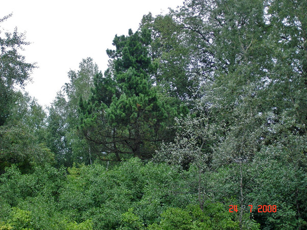 Ботанический памятник природы регионального значения "Старый кедр (дерево-долгожитель)"