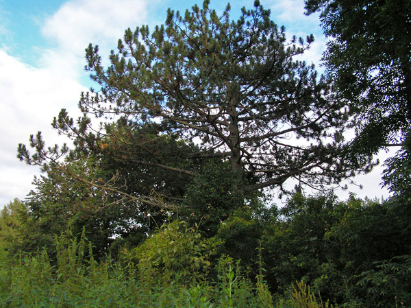 Ботанический памятник природы регионального значения Дерево сосны черной