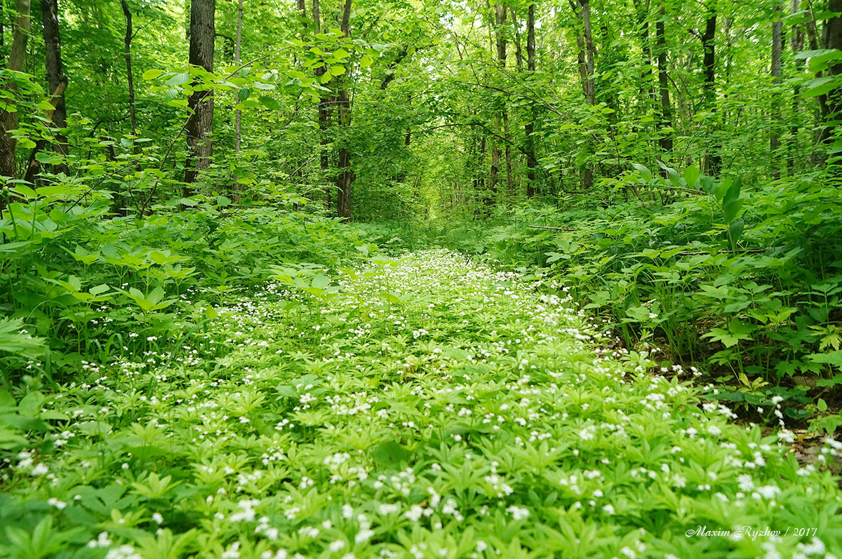 Лес весной (Чамзинский район, Республика Мордовия)