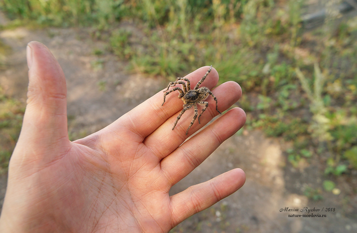 Южнорусский тарантул (Lycosa singoriensis)