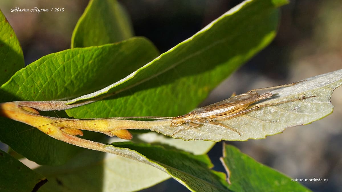 Трубачик обыкновенный (Oecanthus pellucens)