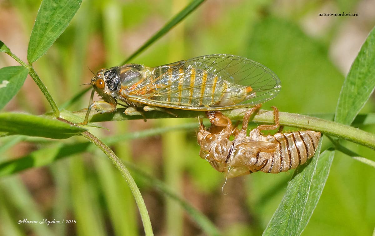 Молодая особь горной цикады (Cicadetta montana)