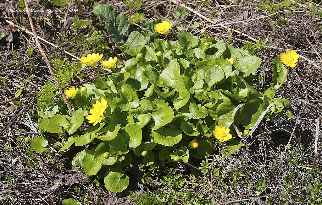 Чистяк весенний или лютик весенний (Ranunculus ficaria)