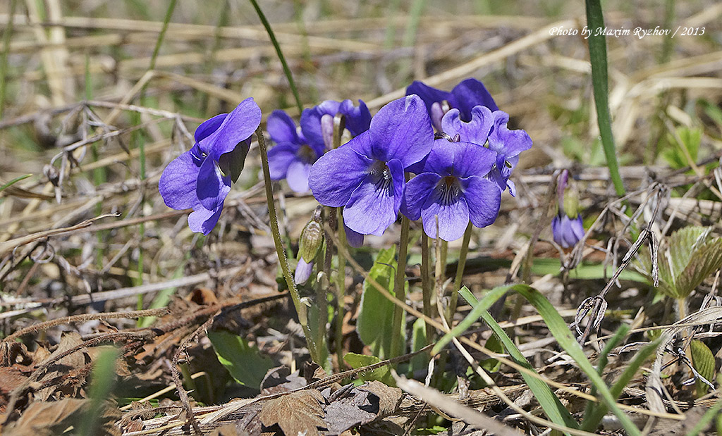 Фиалка собачья (Viola canina)