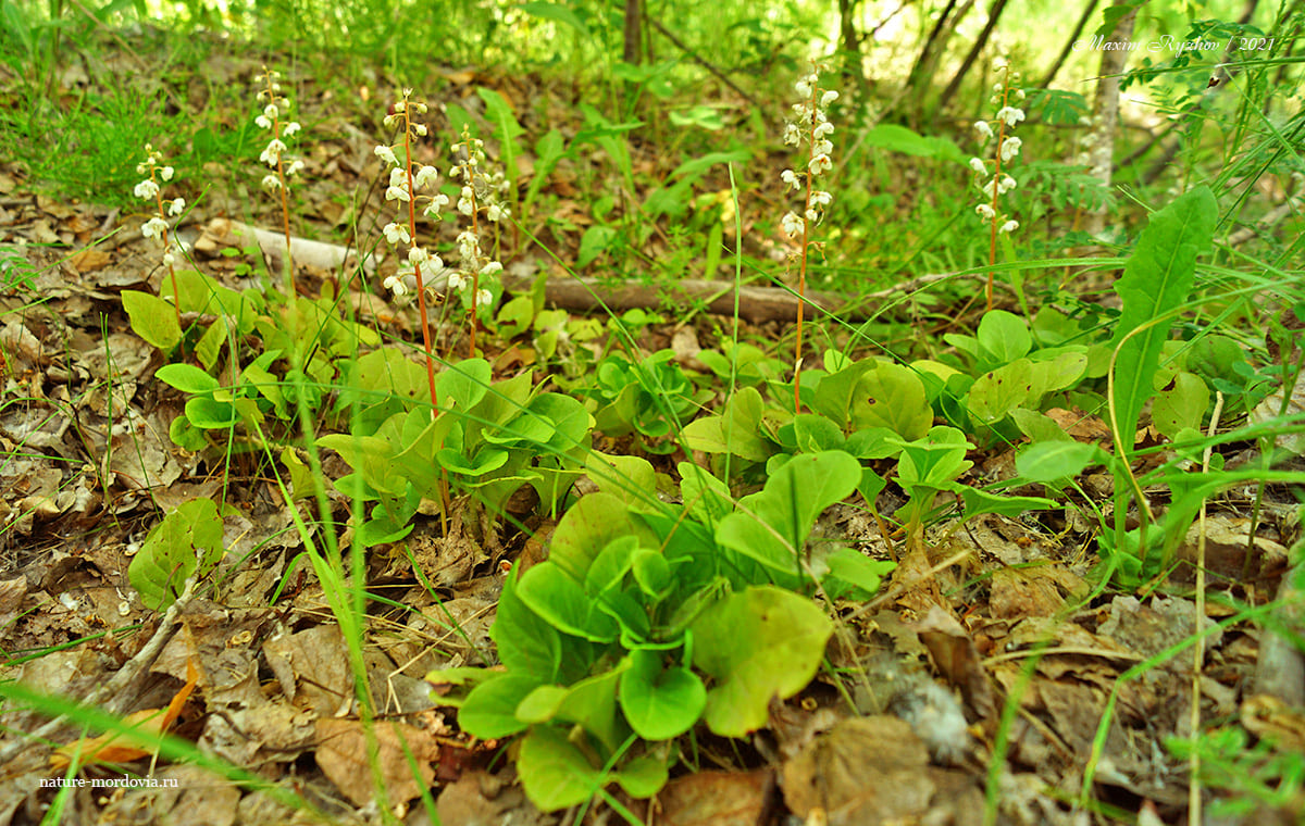 Грушанка круглолистная (Pyrola rotundifolia)
