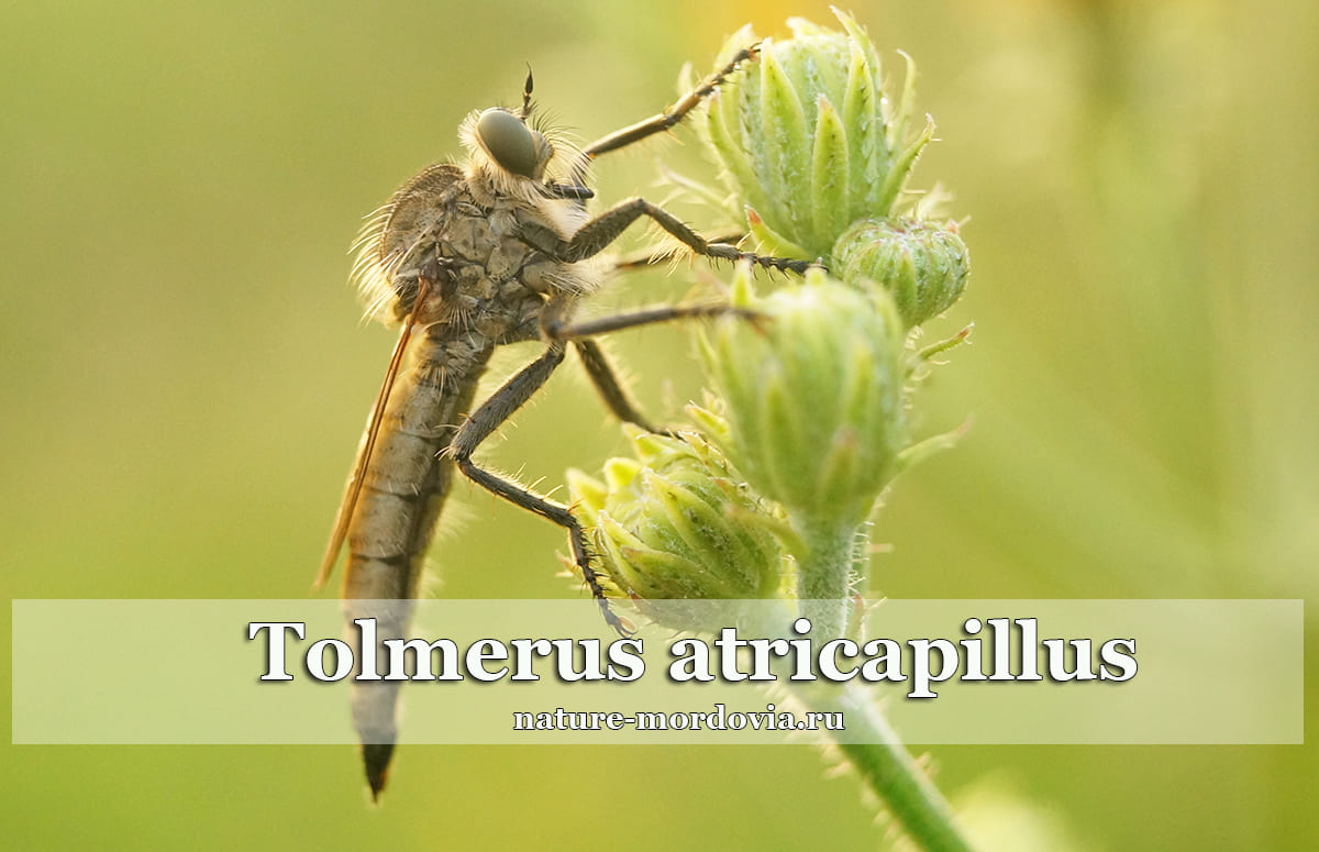 Толмерус черноволосый (Tolmerus atricapillus)
