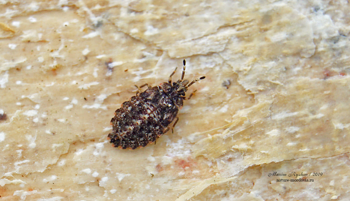 Личинки подкорника берёзового (Aradus betulae) разного возраста 