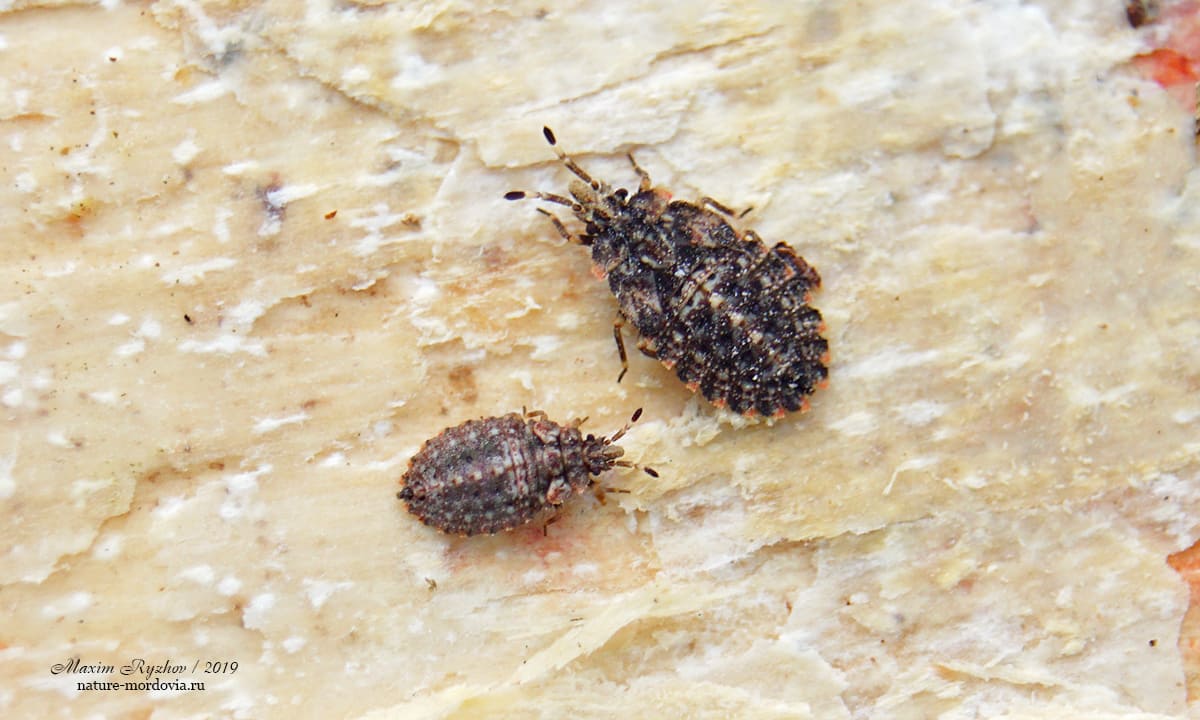 Две личинки подкорника берёзового (Aradus betulae) разного возраста 