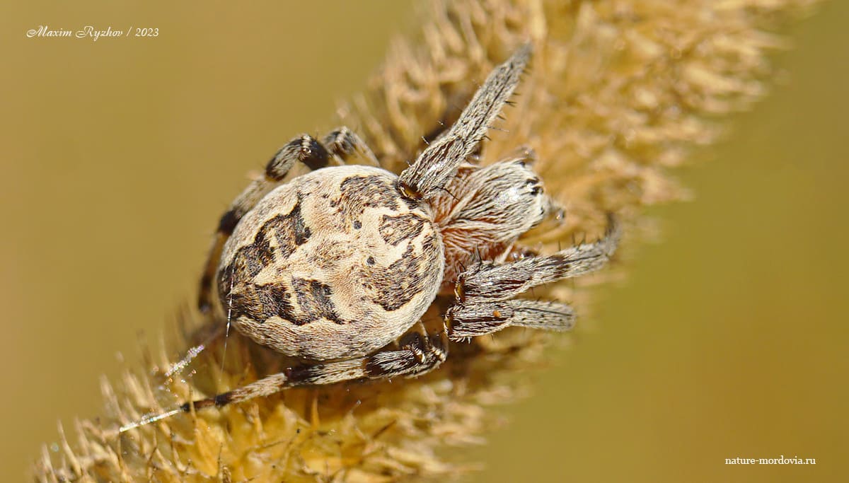 Роговой крестовик (Larinioides cornutus)