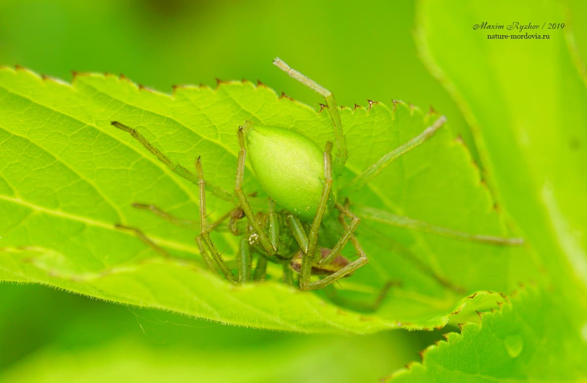 Микромата зеленоватая (Micrommata virescens)