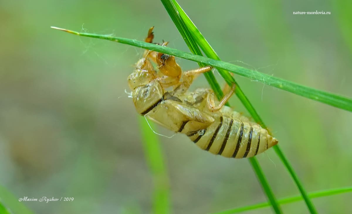 Экзувий горной цикады (Cicadetta montana)