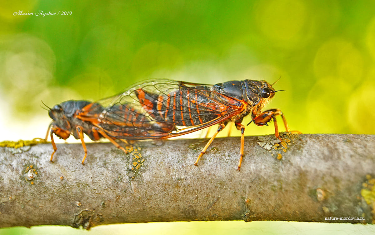Спаривающиеся особи горной цикады (Cicadetta montana)