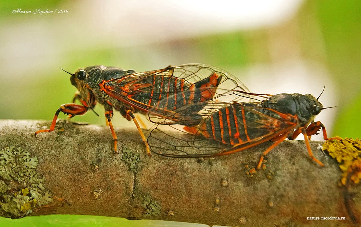 Спаривающиеся особи горной цикады (Cicadetta montana)