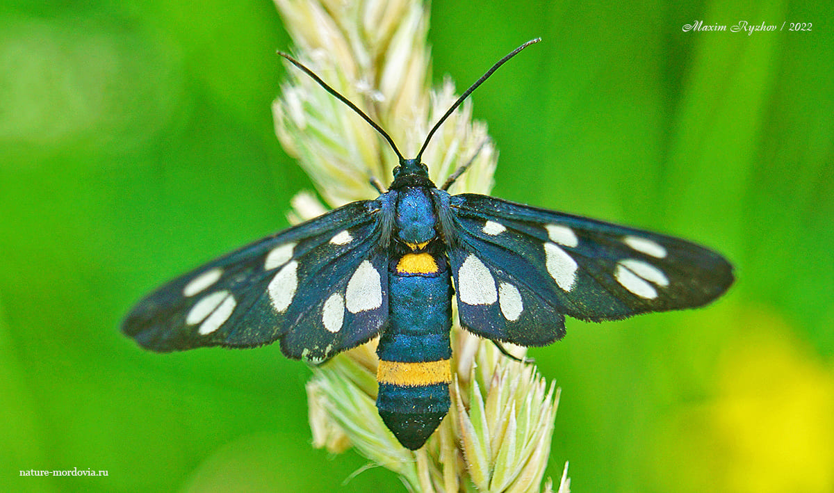 Лжепестрянка черноусая (Amata nigricornis). Самка