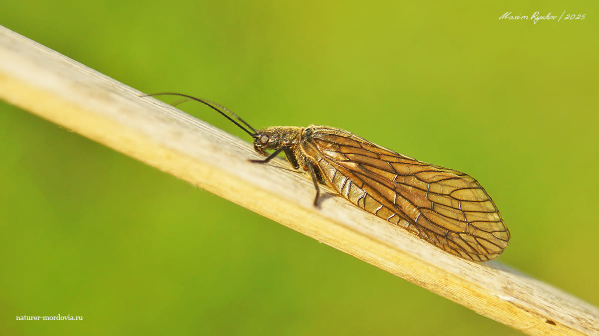 Вислокрылка обыкновенная (Sialis lutaria) Вислокрылка обыкновенная (Sialis lutaria)