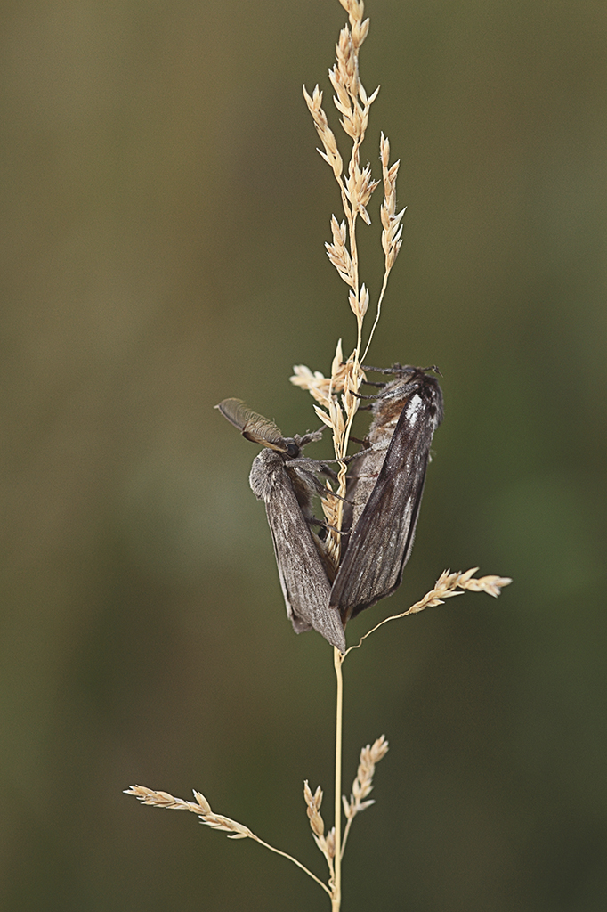 Шелкопряд-монашенка (Lymantria monacha)