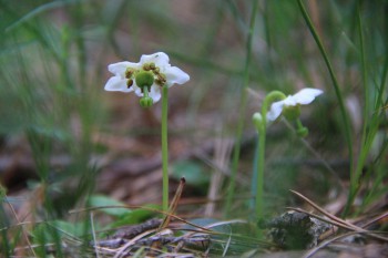 Одноцветка обыкновенная (Moneses uniflora). Фото с сайта plantarium.ru