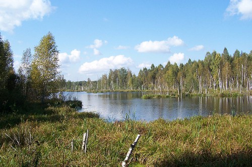 Ботанический памятник природы регионального значения торфяное болото «Соловьевское»