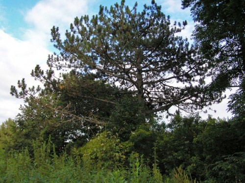 Ботанический памятник природы регионального значения Дерево сосны черной