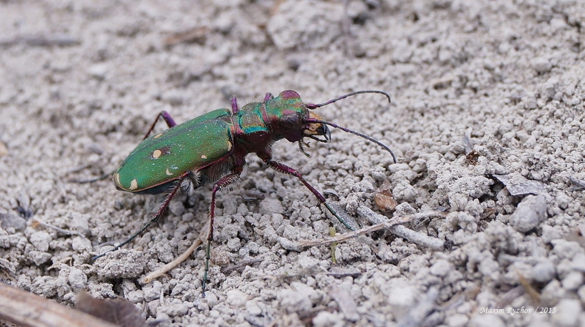 Скакун полевой (Cicindela campestris)