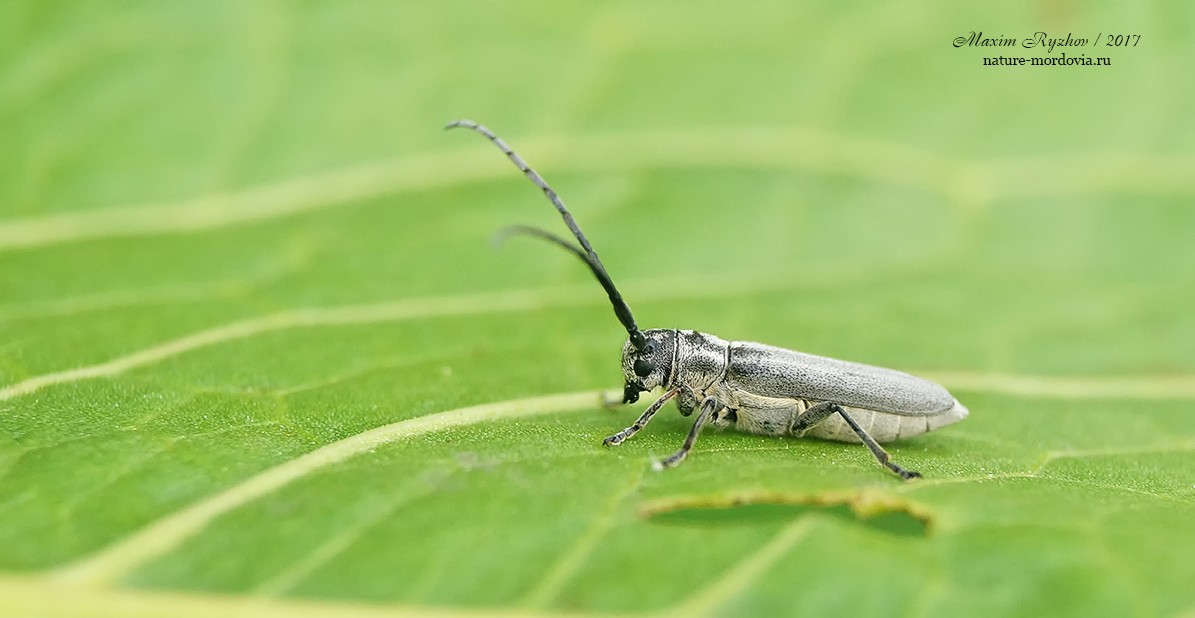 Фитоеция черноусая Phytoecia nigricornis