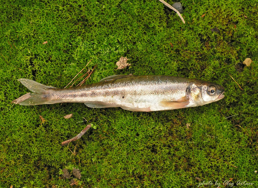 Гольян обыкновенный Phoxinus phoxinus (Linnaeus, 1758)