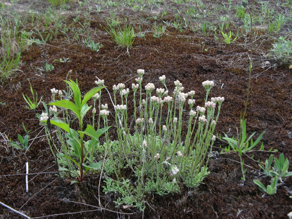 Кошачья лапка двудомная (Antennaria dioica (L.)
