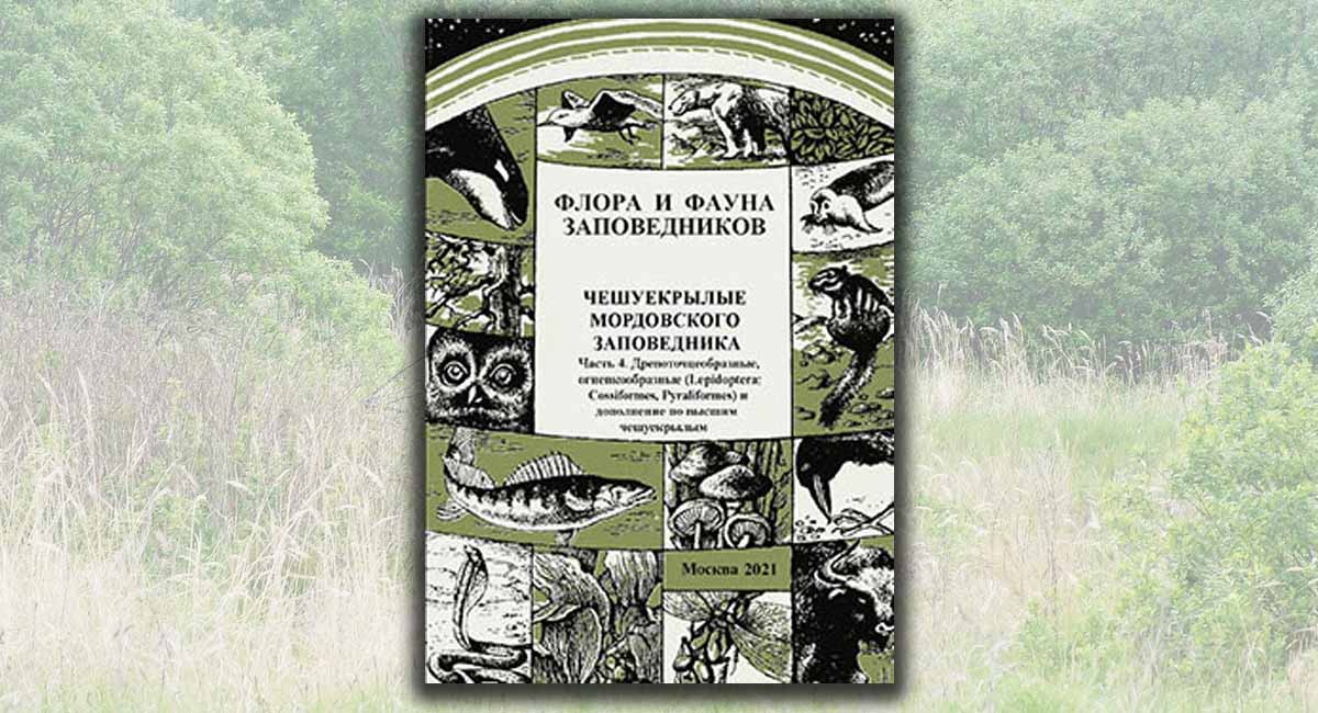 Чешуекрылые Мордовского заповедника. Часть 4. Древоточцеобразные, огневкообразные