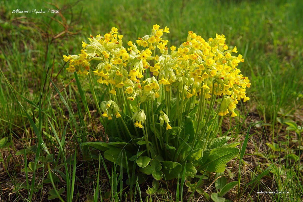 Первоцвет весенний (Primula veris)