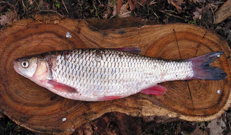 Голавль обыкновенный Leuciscus cephalus