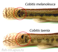 Щиповка сибирская Cobitis melanoleuca Nichols, 1925