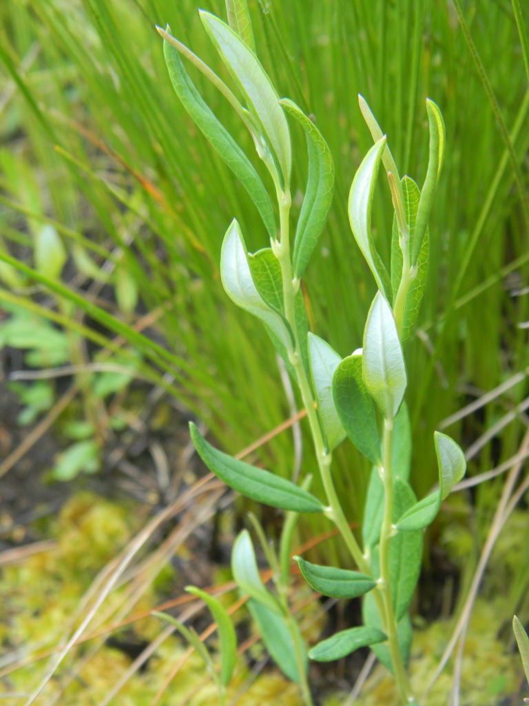 Подбел обыкновенный Andromeda polifolia