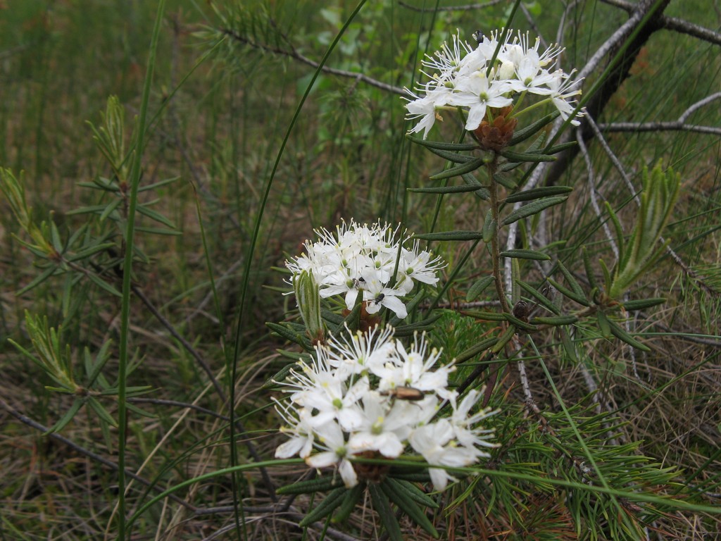 Багульник болотный Ledum palustre