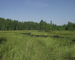 Переходное болото на месте разработанного торфяника