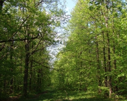 Лиственный лес