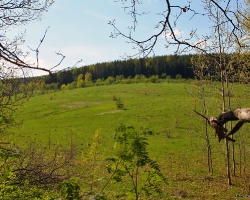 Вторичный лес на возвышениях Приволжской возвышенности