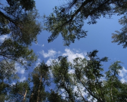 Августовское небо над лесной тишиной в сосновом лесу